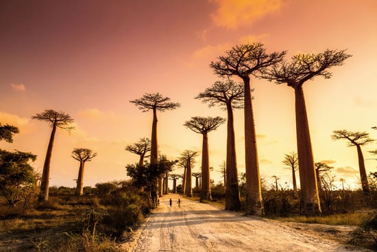 Madagaskar, aleja baobabów