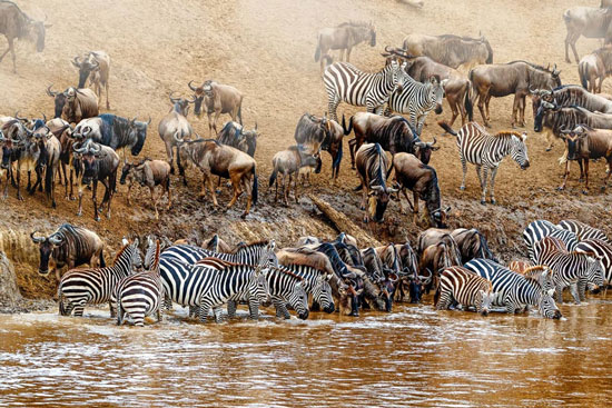 Wielka Migracja w Masai Mara