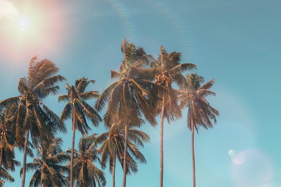wakacje pod palmami
