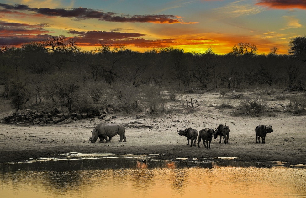 Kenia safari
