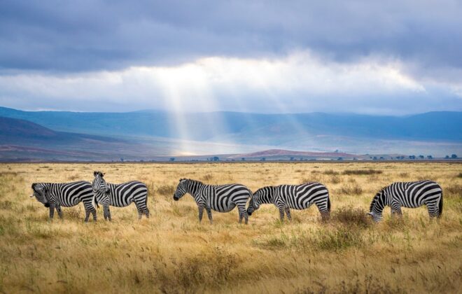 safari w Tanzanii