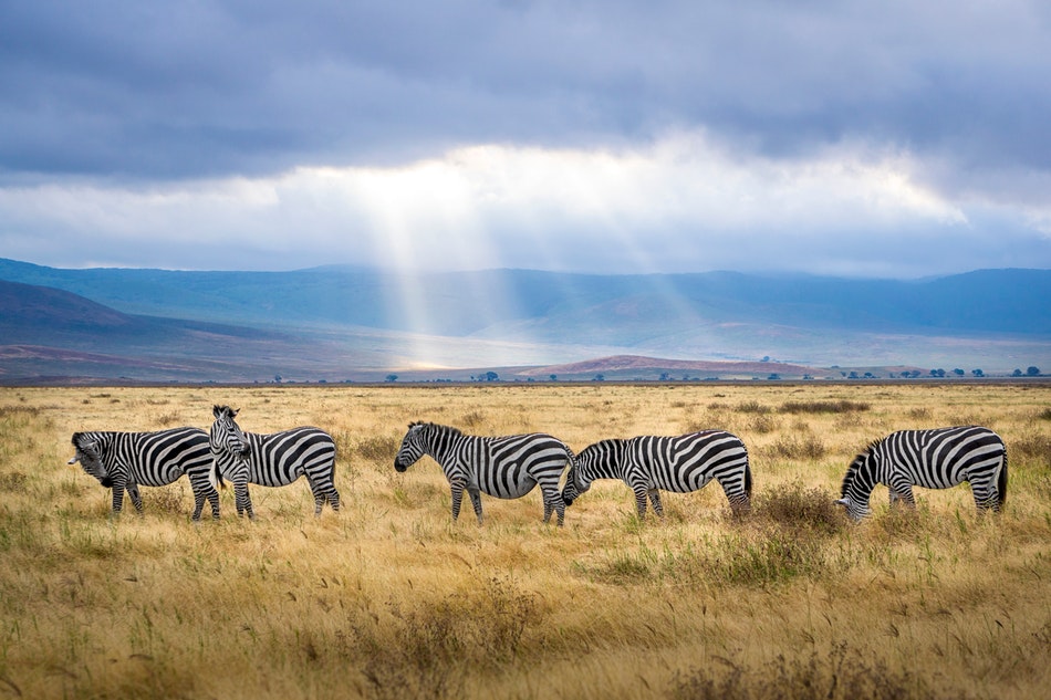safari w Tanzanii